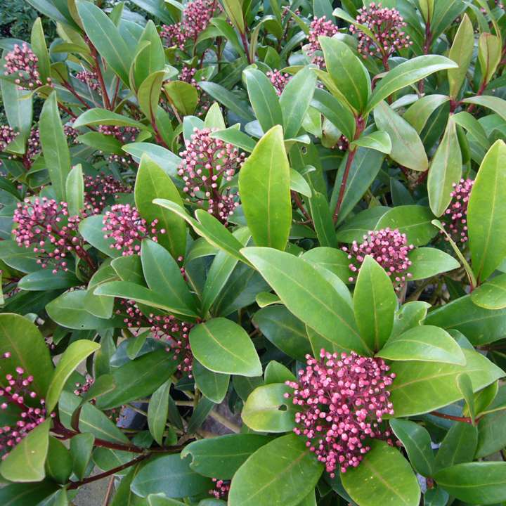 Skimmia at Boma Garden Centre, Kentish Town