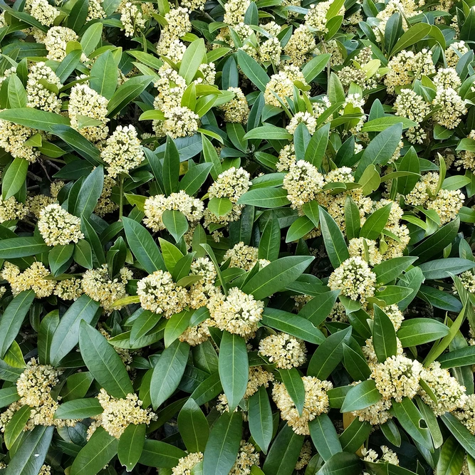 Skimmia japonica 'Fragrant Cloud' photo by https://www.flickr.com/photos/martinrstone/