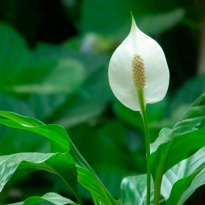 Spathiphyllum Air Purifying Plants Peace Lily at Boma Garden Centre Kentish Town London