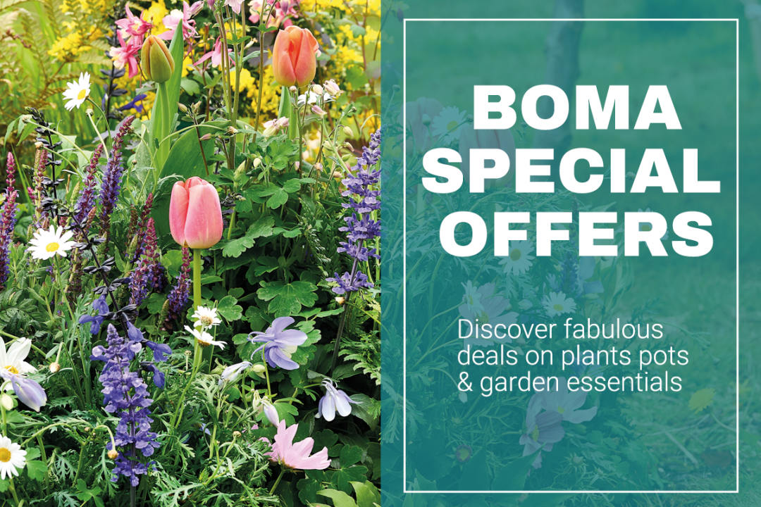 HP Dev The Boma Garden Centre