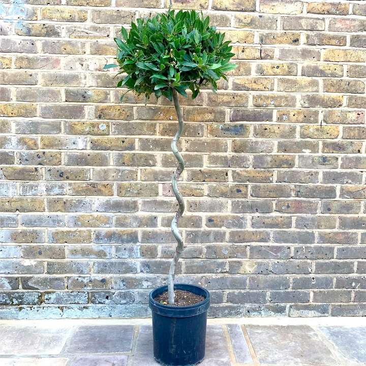 Spiral Bay Trees - Laurus Nobilis at Boma Garden Centre Kentish Town London