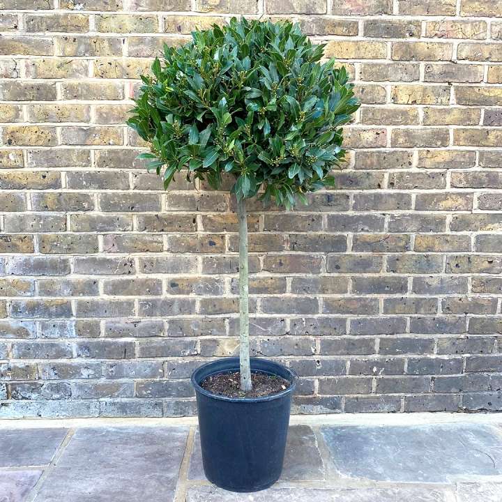 Standard Bay Trees - Laurus Nobilis at Boma Garden Centre Kentish Town London