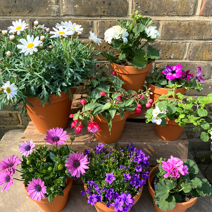 Garden Planters Outdoor Plant Pots Shop Online The Boma Garden Centre