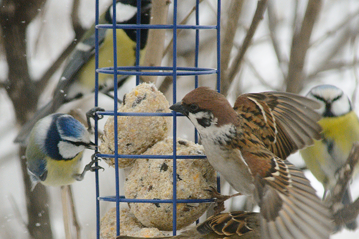 Support wildlife with Bird Feed and Feeders at Boma Garden Centre