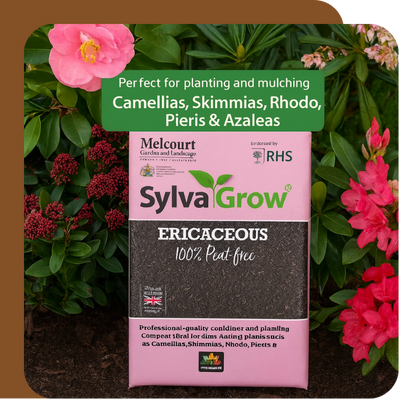Special Offer – Summer Stars Dahlia SylvaGrow Ericaceous Compost at Boma Garden Centre, Kentish Town