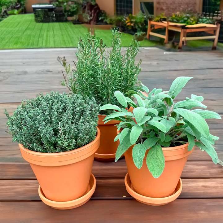 Terracotta Pots at Boma Garden Centre Kentish Town London