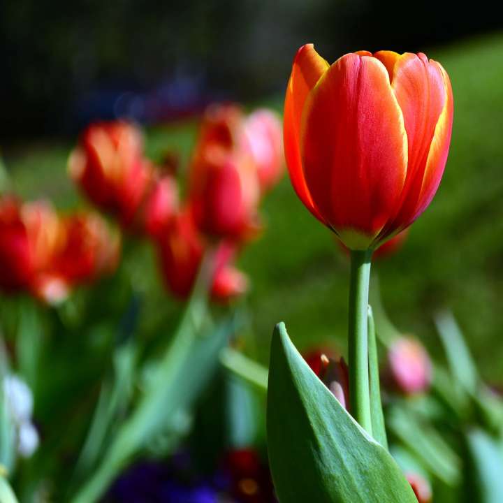 Tulip 'Orange Marmalade' bulbs at Boma Garden Centre London