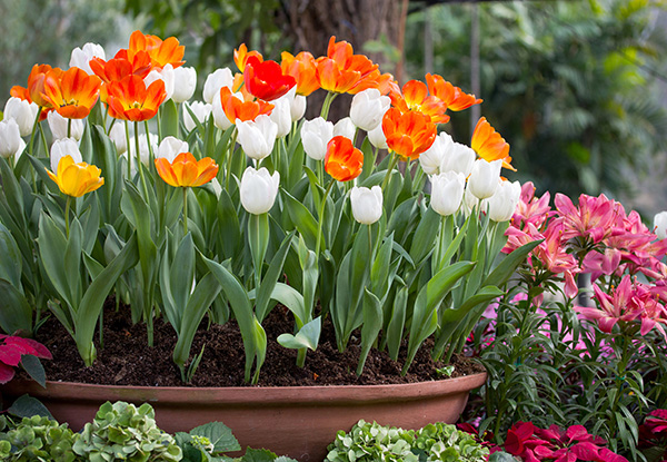 Tulip bulbs available at Boma Garden Centre