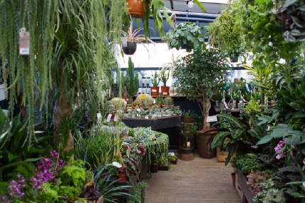 UK houseplants available at Boma Garden Centre Kentish Town London