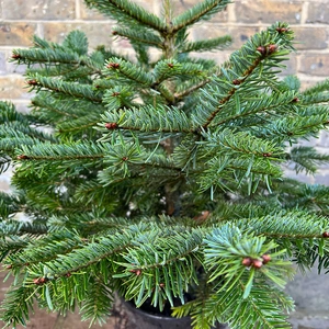 [1] Nordmann Pot Grown H50-60cm Christmas Tree - image 2