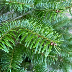 [1] Nordmann Pot Grown H50-60cm Christmas Tree - image 3