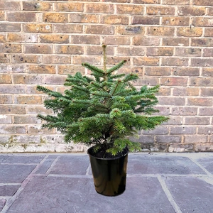 [1] Nordmann Pot Grown H50-60cm Christmas Tree - image 1