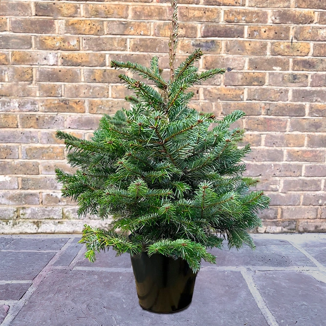 [2]  Nordmann Pot Grown H60-80cm Real Christmas Tree - image 1