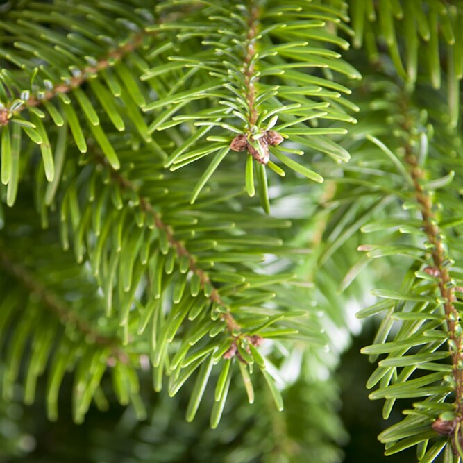 3-4Ft Nordmann Fir Premium Cut (100-125cm) Christmas Tree - image 2