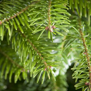 3-4Ft Nordmann Fir Premium Cut (100-125cm) Christmas Tree - image 2