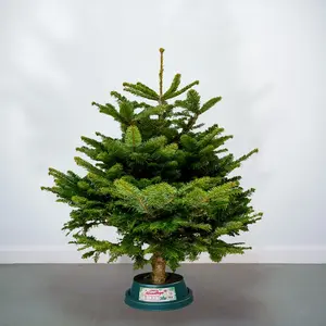 3-4Ft Nordmann Fir Premium Cut (100-125cm) Christmas Tree - image 1