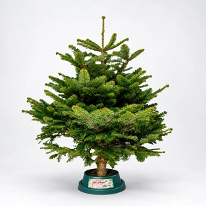 3-4Ft Nordmann Fir Premium Cut (100-125cm) Christmas Tree
