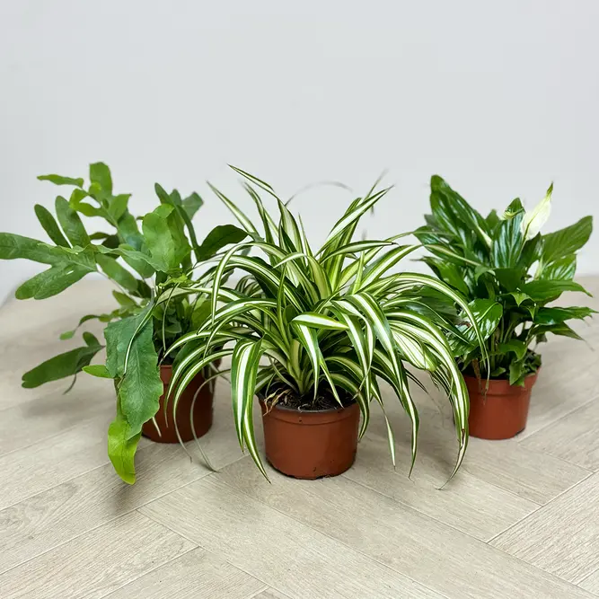 3 Air Cleaning Houseplants Collection - image 1
