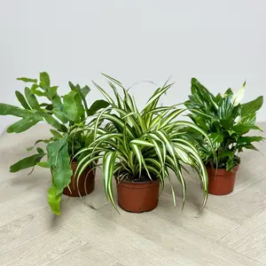 3 Air Cleaning Houseplants - Sarina Collection - image 1