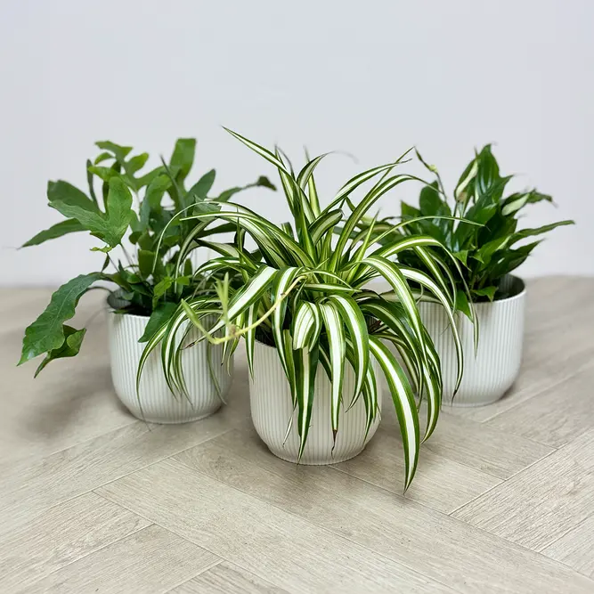 3 Air Cleaning Plants - Sarina White Collection - image 1