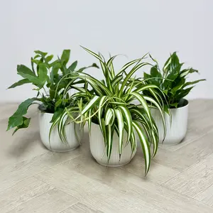 3 Air Cleaning Plants & White Pots Collection - image 1