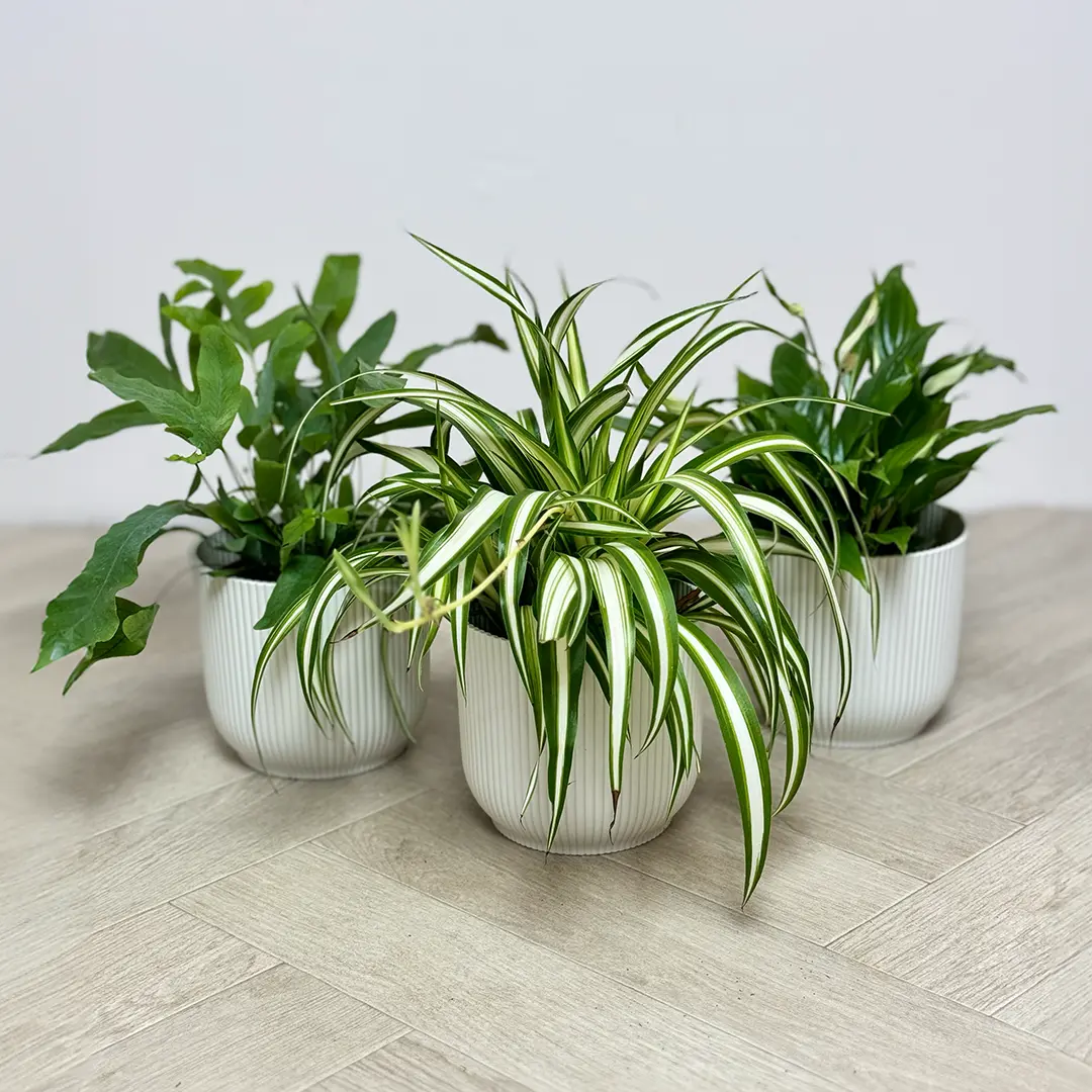 3 Air Cleaning Plants & White Pots Collection - The Boma Garden Centre