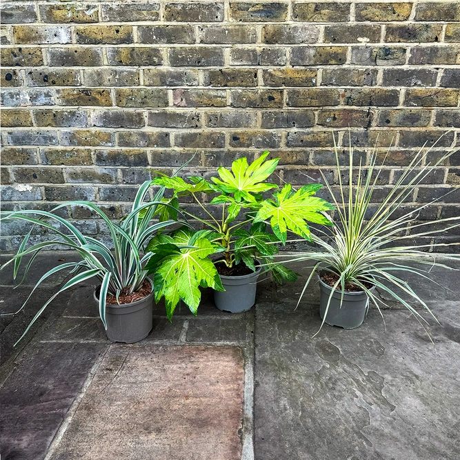 3 Garden Plants - Grace Collection - image 1