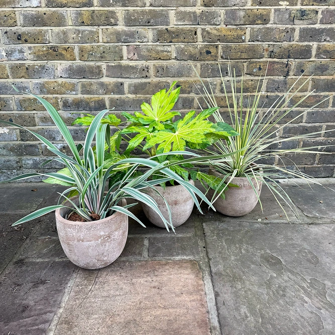 3 Garden Plants - Grace Collection - image 5