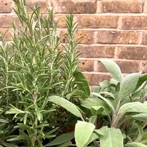 3 Herbs in Terracotta Window Box - image 2