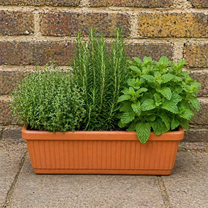3 Herbs in Terracotta Window Box - image 1