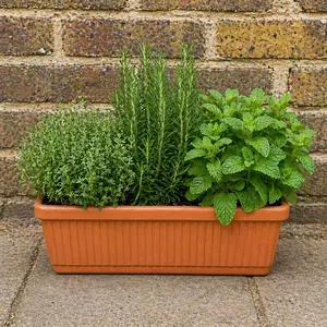 3 Herbs in Terracotta Window Box