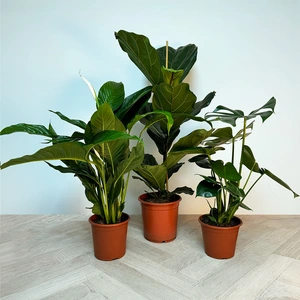 3 Indoor Plants - Lily Collection (Pot Covers Excluded)