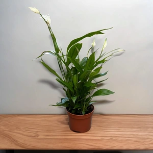 3 Indoor Plants - Lily Yellow Collection - image 4