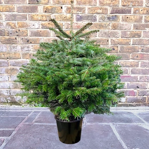 [3] Nordmann Pot Grown H80-100cm Real Christmas Tree - image 1