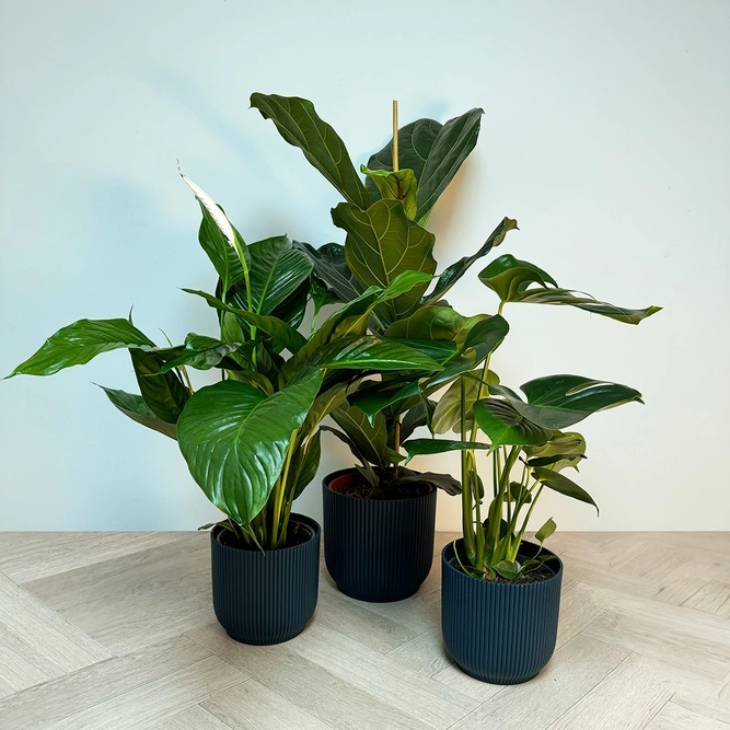 3 Tropical Plants & Blue Pots Collection - image 1