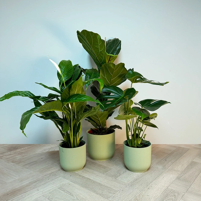 3 Tropical Plants & Green Pots Collection - image 1