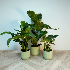 3 Tropical Plants & Green Pots Collection - image 1