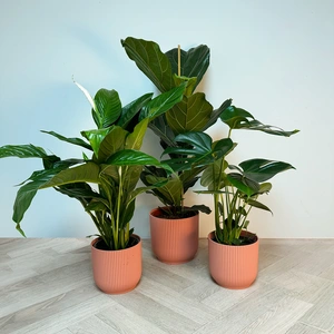 3 Tropical Plants Pink Pot Collection - image 1