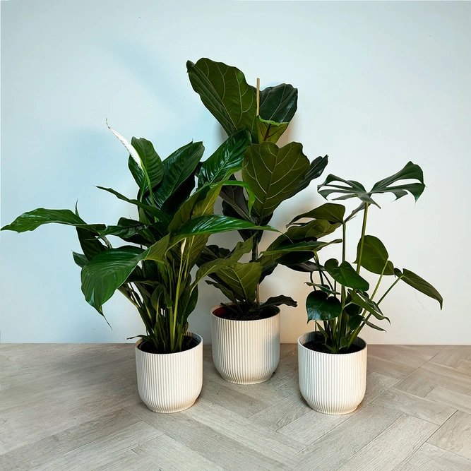 3 Tropical Plants & White Pots Collection - image 1