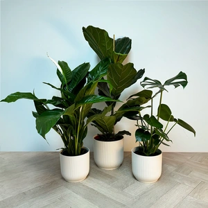 3 Tropical Plants & White Pots Collection - image 1