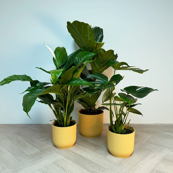 3 Tropical Plants & Yellow Pots Collection - image 1