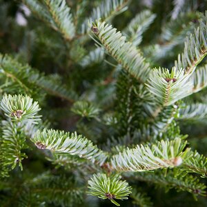 4-5Ft Fraser Fir Premium Cut (125-150cm) Real Christmas Tree - image 2