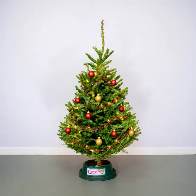 4-5Ft Fraser Fir Premium Cut (125-150cm) Real Christmas Tree - image 3