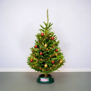 4-5Ft Fraser Fir Premium Cut (125-150cm) Real Christmas Tree - image 3
