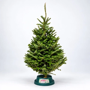 4-5Ft Fraser Fir Premium Cut (125-150cm) Real Christmas Tree