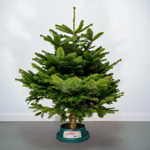 4-5Ft Nordmann Fir Premium Cut (125-150cm) Christmas Tree