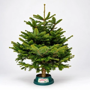 4-5Ft Nordmann Fir Premium Cut (125-150cm) Christmas Tree