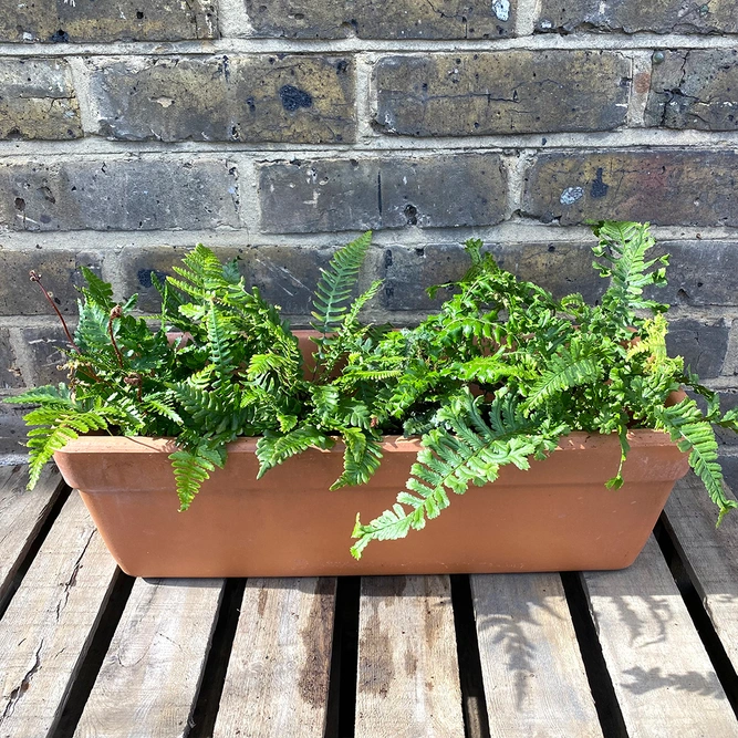 4 Fern and Terracotta Trough Collection - Boma Bundles - image 2