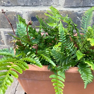 4 Fern and Terracotta Trough Collection - Boma Bundles - image 3