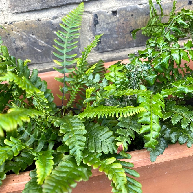 4 Fern and Terracotta Trough Collection - Boma Bundles - image 4